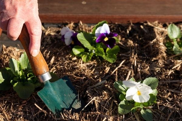 Photo of someone pushing a spade into a garden bed full of flowers