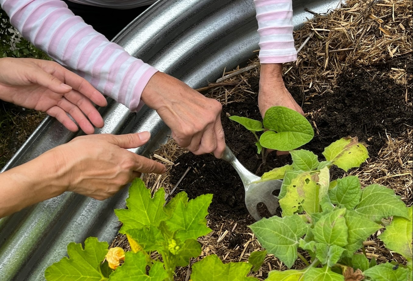 Photo of two pairs of hands planting in garden bed